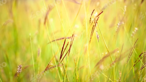 Preview: Grass close up in sunny weather, nature, bokeh.