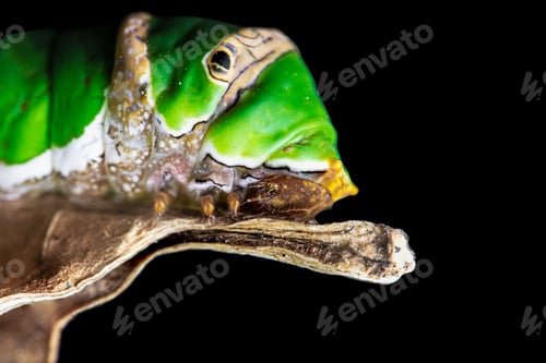 Preview: green caterpillar butterfly with old leaf on black background .