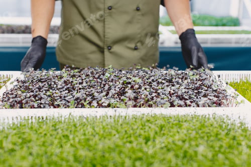 Preview: Heap of beet micro greens on table background