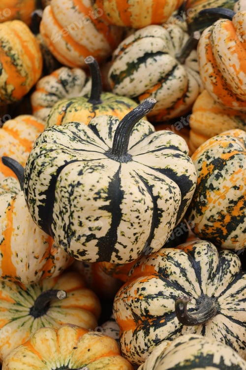 Preview: Textured pumpkins at the autumn fair close-up