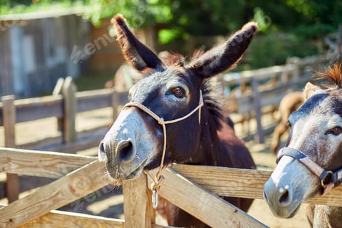 Preview: Friendly Donkey in the paddock being social, contact farm
