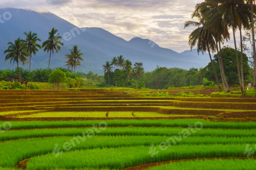 Preview: Beautiful morning view in Indonesia, panoramic landscape of rice fields with mountain ranges