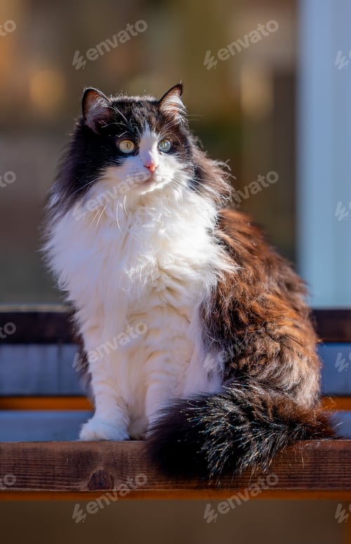 Preview: Fluffy black and white long-haired cat sitting on a wooden bench outdoors in sunlight.