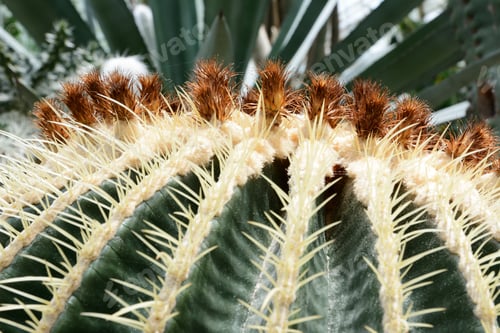 Preview: Cactus