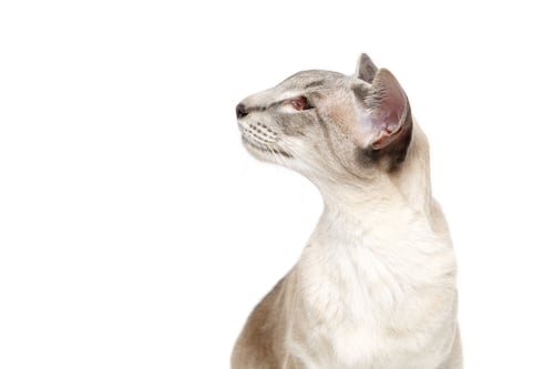 Preview: Beautiful oriental siam cat
