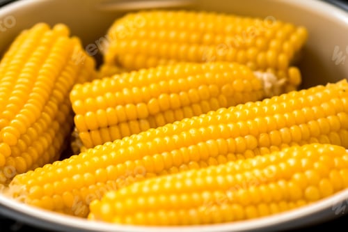 Bright Yellow Corn on the Cob