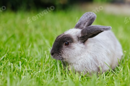 Preview: A Young Lop Rabbit in the Grass