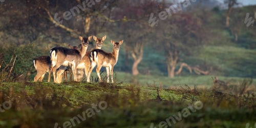 Preview: Group of brown deers in a forest surrounded by wild nature in daylight