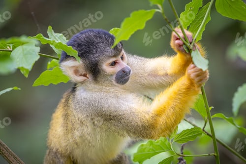 Preview: Black-capped squirrel monkeys, also known as Bolivian squirrel monkeys, Peruvian squirrel monkeys