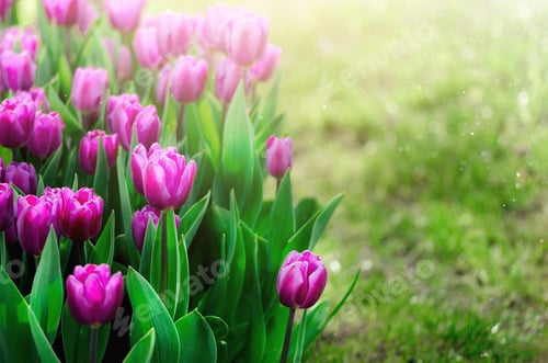 Preview: Violet, purple, lilac tulips background. Summer and spring concept, copy space. Tulip flowers field