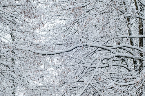 Preview: Tree branches in winter covered with snow