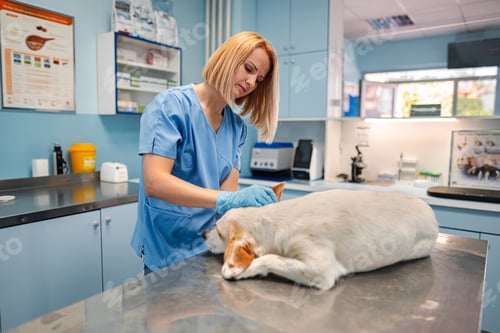 Preview: Veterinary care in a welcoming clinic for a loving pet