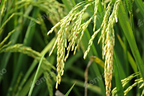 Preview: paddy rice field