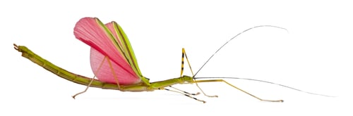 Preview: Necroscia annulipes, phasma, stick insect, against white background