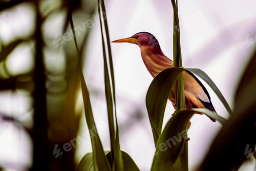 Preview: Closeup shot of a least bittern bird perched on a plant