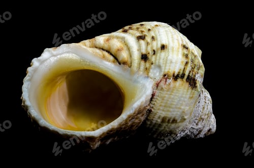 Preview: Turbo argyrostomus Linnaeus shell on black background