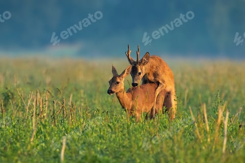 Preview: Couple of roe deer copulating on meadow in the summer