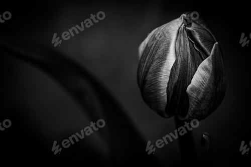 Preview: Black and white tulip bud close-up.