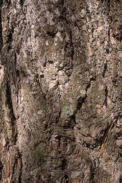 Preview: Pine tree bark detail.