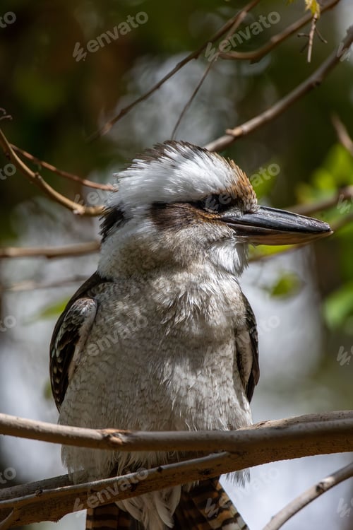 Preview: Laughing kookaburra (Dacelo novaeguineae) bird with a large beak perched on a tree branch