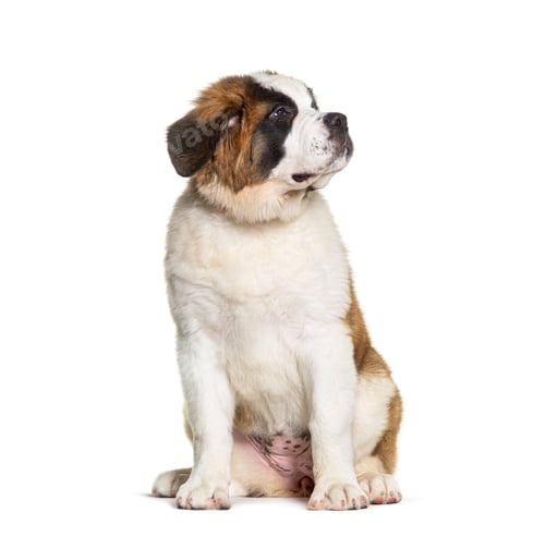 Preview: Saint Bernard dog puppy ,three months old, looking up, sitting, isolated on white