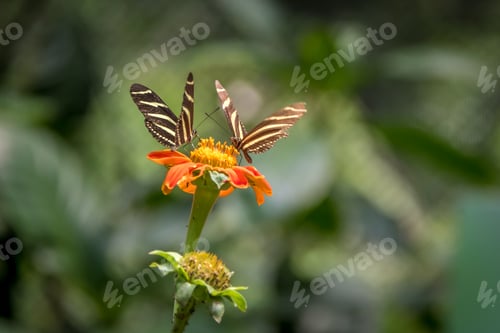 Preview: Pair of zebra longwings butterflies on a orange flower