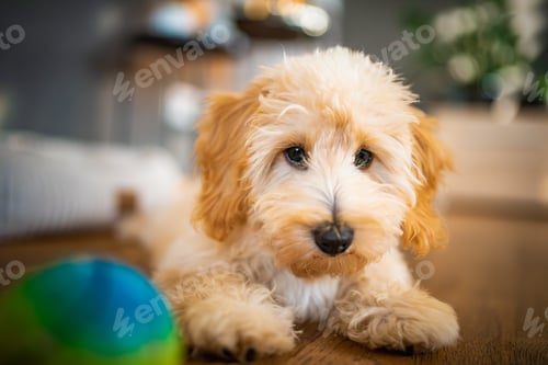 Preview: Adorable Fluffy Maltipoo Puppy Indoors with Toy