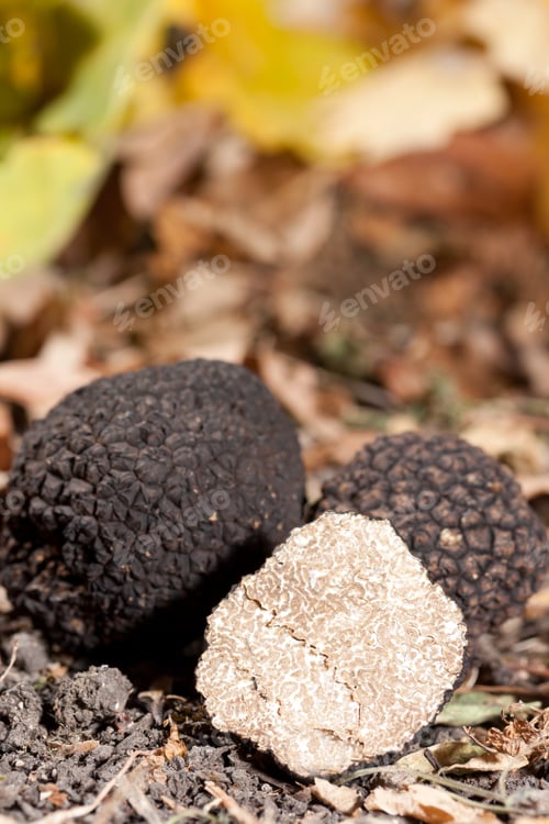 Preview: Black truffles