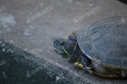 Preview: The turtle is on a cement floor.