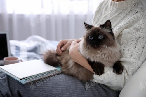 Preview: Woman with her cute Balinese cat at home, closeup. Fluffy pet
