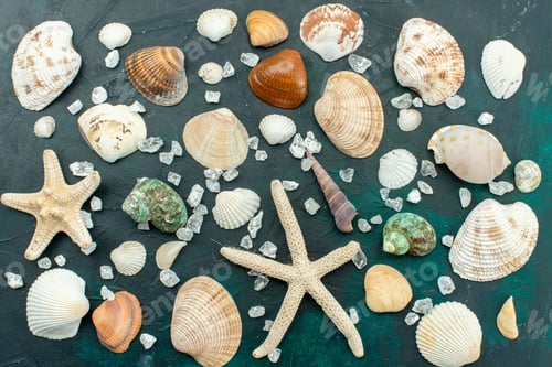 Preview: top view different sea shells little different formed shells on dark blue background shell sea fish