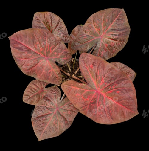 Preview: Beautiful colorful caladium on Black background isolate with clipping path.