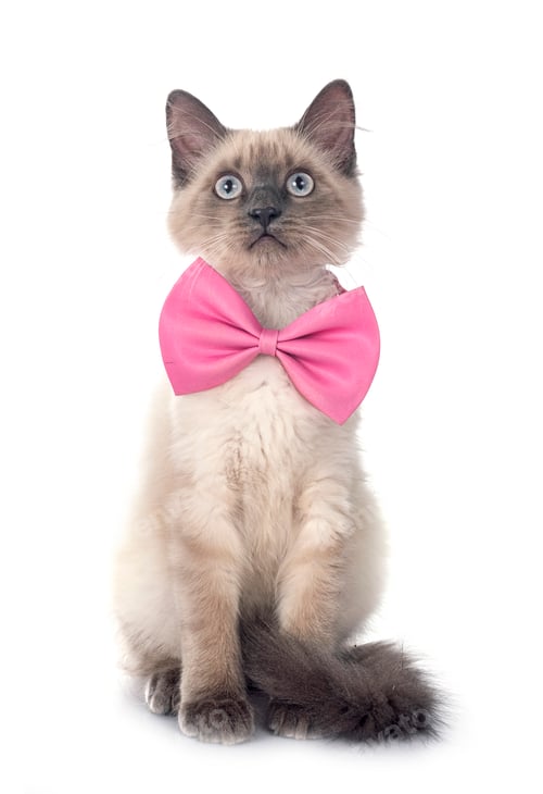 Preview: siamese kitten in studio