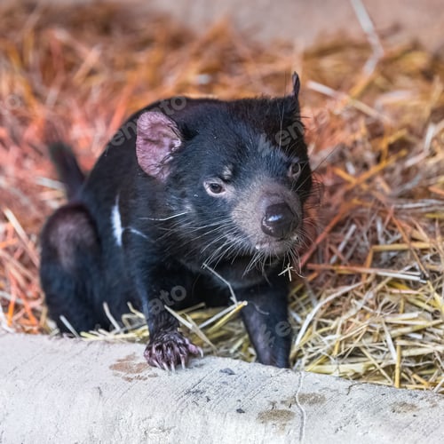Preview: A Tasmanian devil, animal