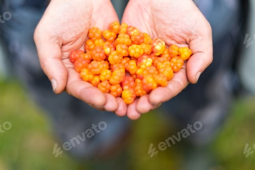 Preview: Caucasian man holding fresh gathered ripe cloud berries in hands.