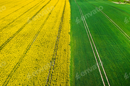 Preview: Aerial view of half yellow and green field in spring