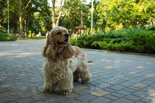 Preview: American spaniel, concept of pet and best friend - dog