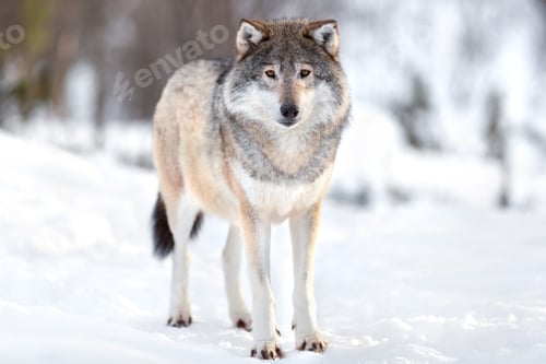 Preview: Portrait of Eurasian wolf on snow during sunny day in the forest
