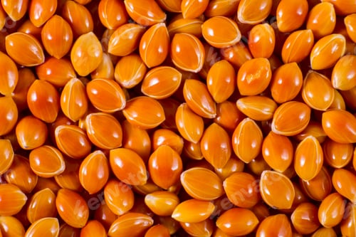 Preview: red millet grains seen up close, super food