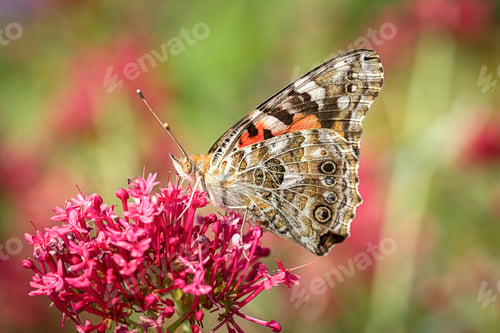 Preview: Butterfly rests on flower.