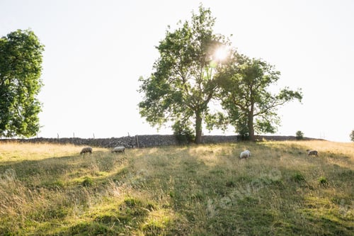 Preview: Sheep grazing on a grassy hillside in England