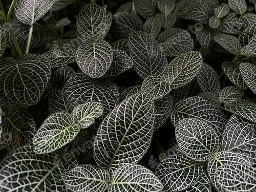 Preview: Background image of green leaves