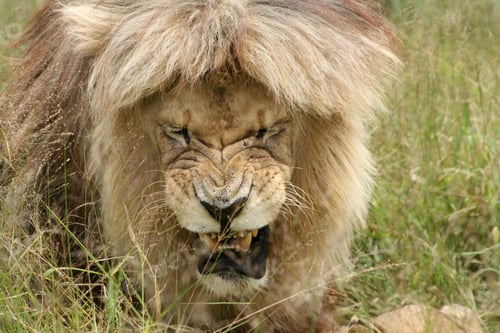 Preview: lion, roaring, opening, mouth