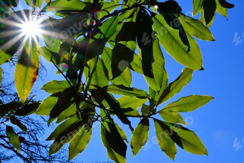 Preview: Looking up through the leaves of a magnolia tree at the sun in the early spring against a sunny blue