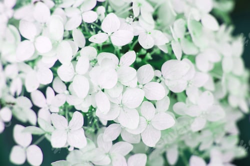 Preview: white hydrangea flower background in the garden