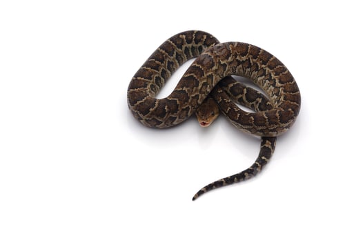 Preview: Cuban tree boa isolated on white background