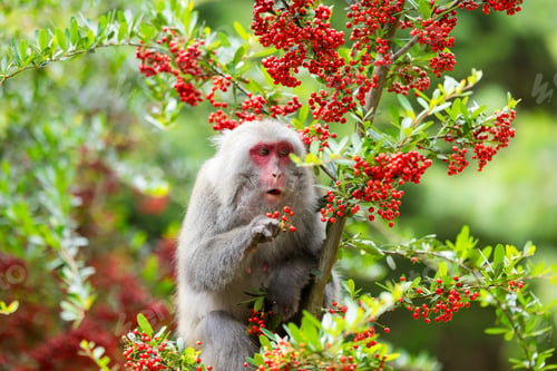 Preview: Monkey eat the fruit on the tree in jungle