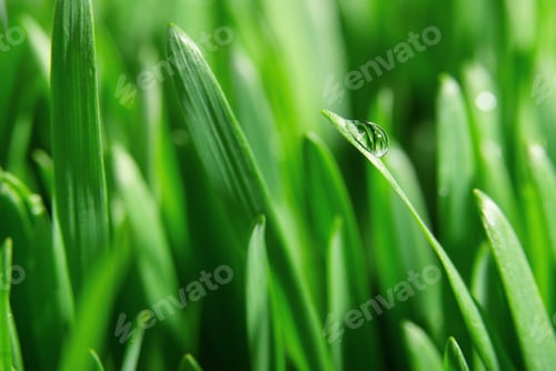 Preview: Fresh green grass close up, selective focus