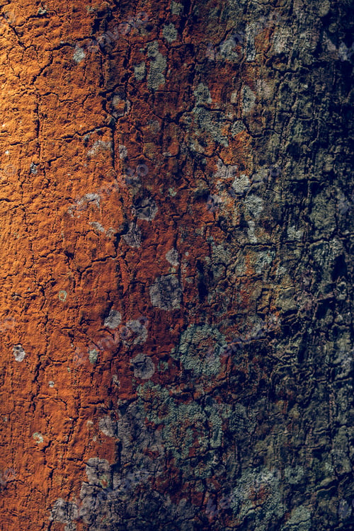Preview: Bright bark?of old tree
