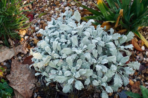 Preview: Partridge Feather (Tanacetum Densum Ssp. Amani)